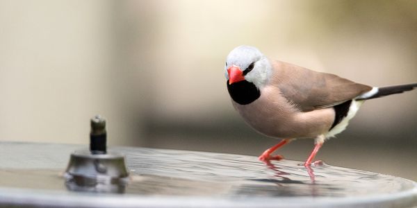 Comment fabriquer un abreuvoir pour oiseaux pour les chaudes journée d'été ?