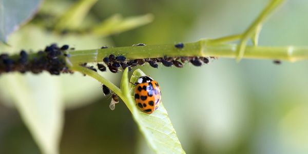 Comment attirer les coccinelles pour qu'elles mangent les poux de mes fleurs ? 7 solutions simples !
