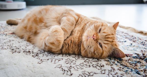 Canicule : ce tapis rafraîchissant pour chat est la meilleure astuce pour garder votre animal au frais