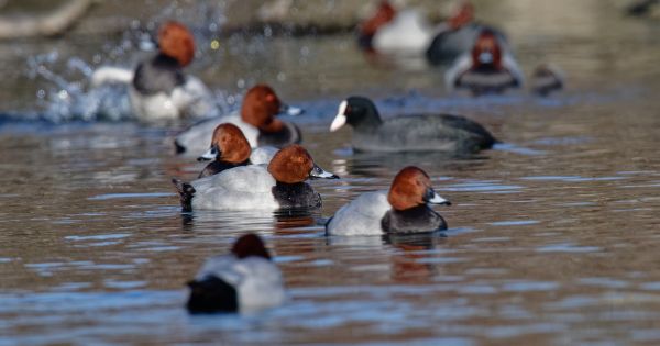 Une restriction de la chasse des oiseaux migrateurs fondée sur la science crispe les chasseurs