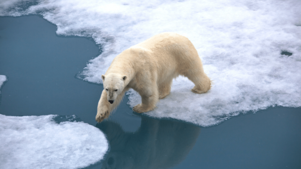 Des caméras révèlent comment les ours polaires s'adaptent à la fonte des glaces