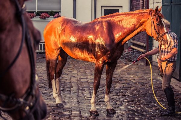 Cavaliers et chevaux, luttez contre la chaleur