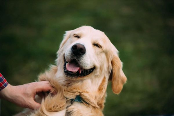 Du chien au dauphin : ces animaux qui rient comme nous