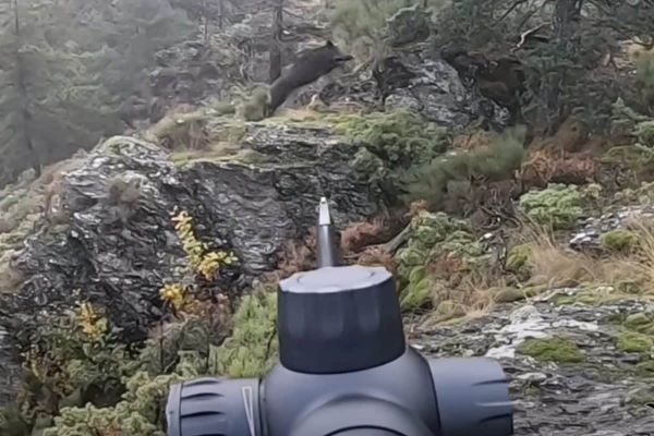 Sangliers et chevreuils en battue pour ce chasseur des Cévennes ardéchoises