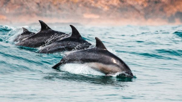 Les dauphins qui vivent au large de Rome se sont mis à se battre entre eux et ça inquiète les chercheurs