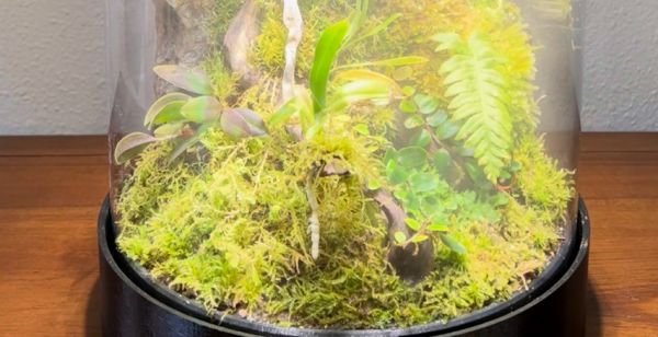 Oasis Terrarium : un havre de paix totalement Open Source