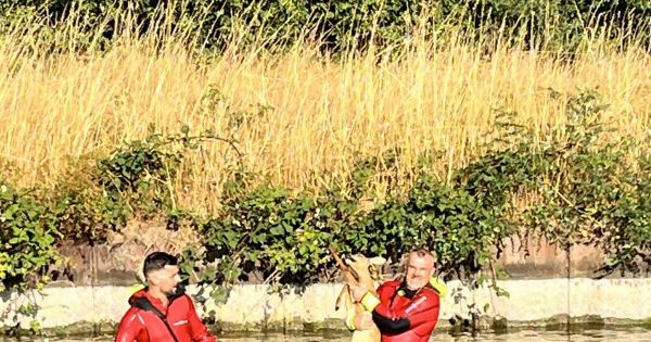 Palinges. Un chevreuil sauvé des eaux du canal par les pompiers