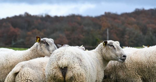 Saône-et-Loire. Du matériel pour soutenir la santé mentale des éleveurs victimes du loup