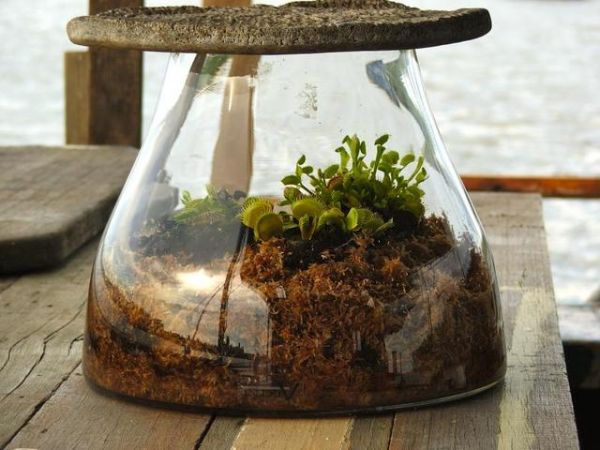 Créer un terrarium de plantes carnivores