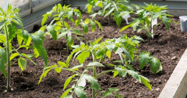 Vos tomates ne donnent pas de fleurs ? Voici ce qu'il vous reste à faire !