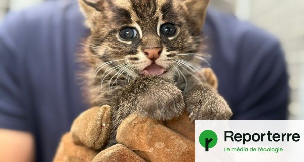 Deux chats pêcheurs, espèce vulnérable, sont nés dans un zoo français