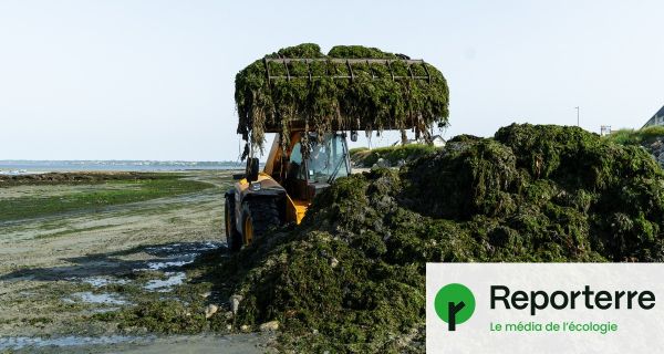 Ces communes abandonnées face au fléau des algues vertes