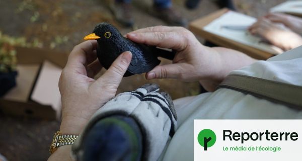 Admirer les oiseaux avec ses oreilles : une balade naturaliste pour malvoyants