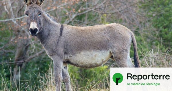 Près de 6 millions d'ânes sont tués chaque année pour leur peau