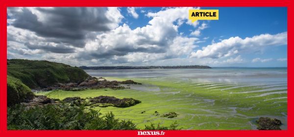 Mort d'un joggeur en Bretagne à cause des algues vertes : l'État reconnu en partie responsable et condamné (Nexus)