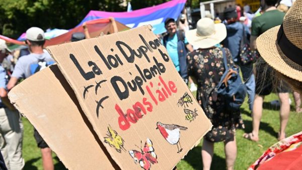 Loi Duplomb : compromis trouvé au Parlement avec le retour décrié du pesticide acétamipride interdit en France depuis 2018