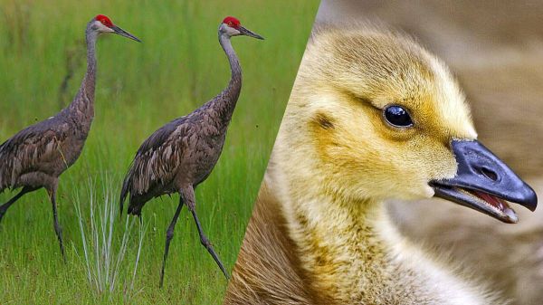 Adorable : ces deux grues du Canada élèvent un oiseau d'une autre espèce