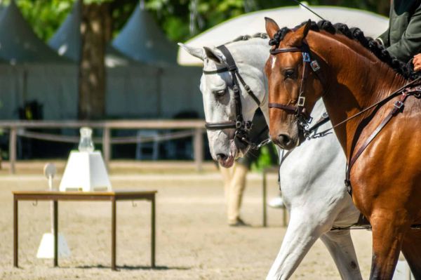 Toujours plus de participants aux championnats de France d'équitation de travail à Aigues-Mortes