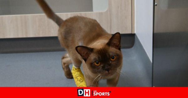 Pablo, un chaton de 9 mois, survit après être resté 55 minutes dans une machine à laver en marche: "C'est un miracle"
