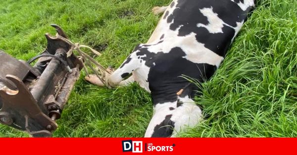 Il est victime d'un accident en transportant une vache morte sur un manitou alors qu'il travaille en noir dans une exploitation de Welkenraedt