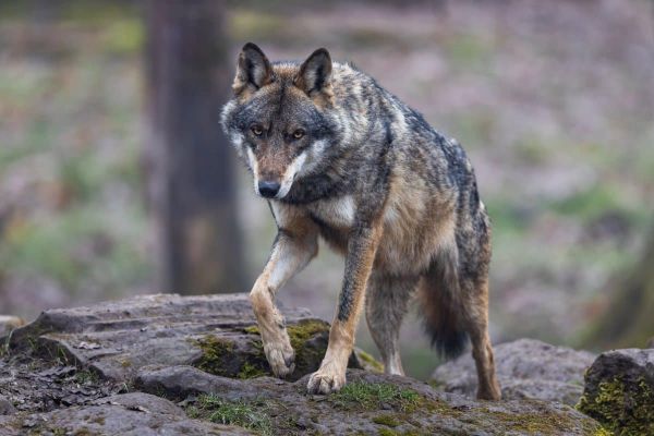 Cantal : près de 40 agneaux et brebis morts lors d'une attaque du loup