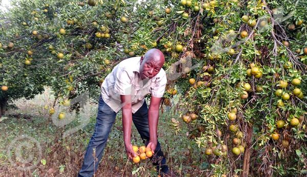 Région Ouest/Cibitoke : Les producteurs de mandarines étranglés par l’absence de débouchés
