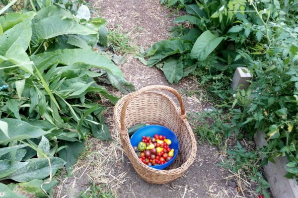 Cueillettes d'été à la ferme de Paris : gratuit, bio et en plein air