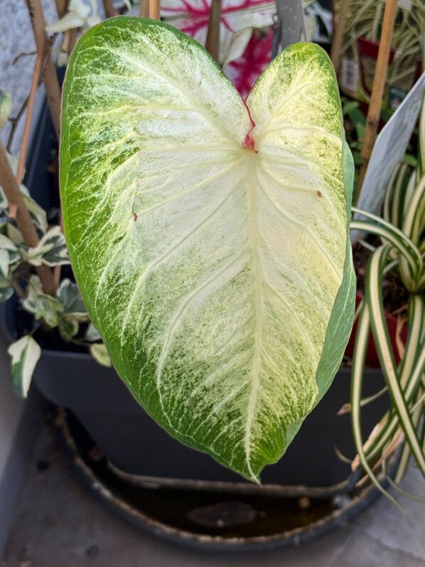 Les premières feuilles des caladiums installés sur mon balcon parisien
