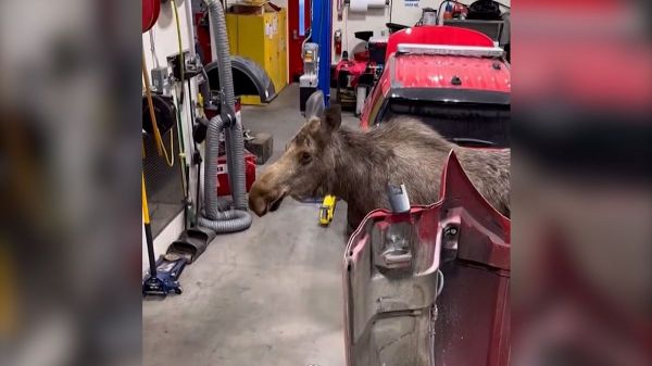 En images : un élan curieux s'invite chez les pompiers d'Anchorage