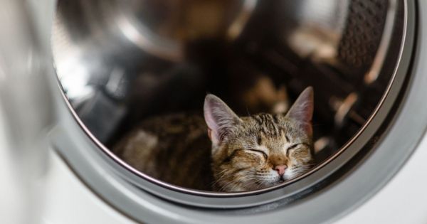 Un chaton survit près d’une heure dans un lave-linge en marche