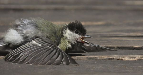 Canicule : les oiseaux suffoquent. Ce geste simple les aidera à survivre.