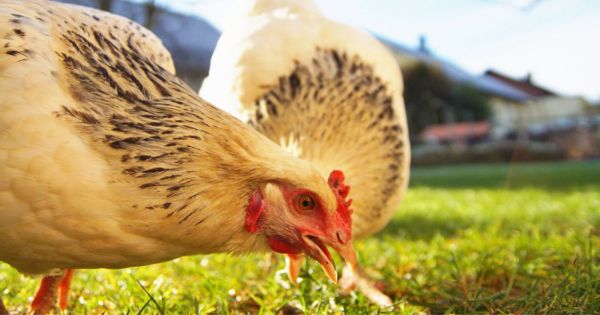 Chaleur caniculaire : comment reconnaître une poule déshydratée ?
