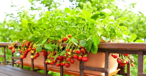Quels fruits et légumes cultiver facilement sur un balcon ?