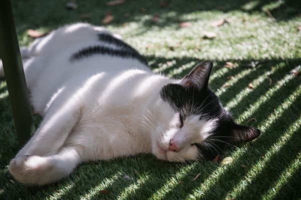 Canicule : votre chat a besoin d’être protégé des grandes chaleurs