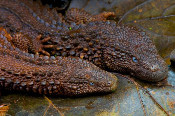 Fossile vivant : voici l'étonnant « mini-dragon » de Bornéo et ses secrets