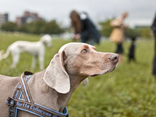 "Certaines personnes ne devraient tout simplement pas avoir de chien"