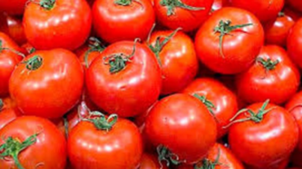 La tomate tunisienne réinventée grâce au zéro résidu de pesticides