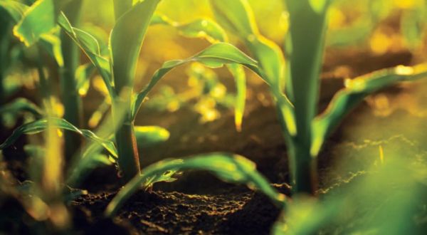 Actualités réglementaires phytosanitaires du 21 au 27 juin 2025 (semaine 26)