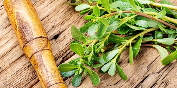 Peut-on récolter et manger le pourpier sauvage ?