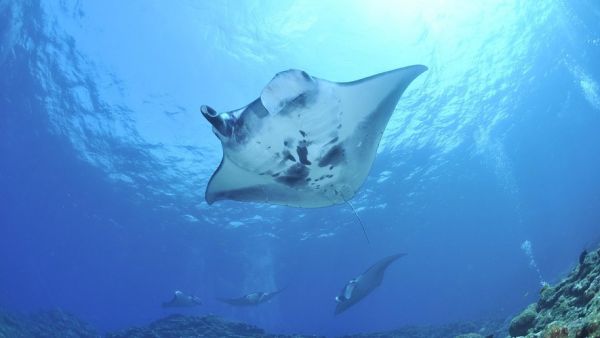 Une douzaine de raies mantas observées près de nos côtes : habituellement rares, elles pourraient fuir la guerre à Gaza d'après des scientifiques