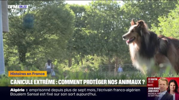 Comment protéger nos animaux face aux chaleurs extrêmes?