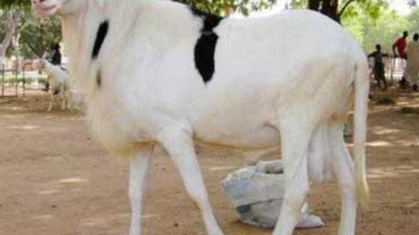 Sénégal : le Ladoum remporte encore le titre du plus beau mouton