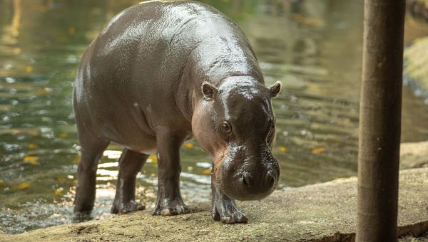 Ca serait si mignon ! Comment Beauval prépare la naissance d'un hippopotame nain ?