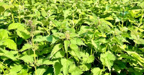 Pourquoi les orties font-elles un excellent paillis pour vos plantes ?