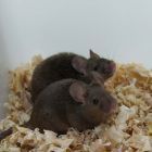 Une percée scientifique: ces souris issues chacune de deux pères sont fertiles