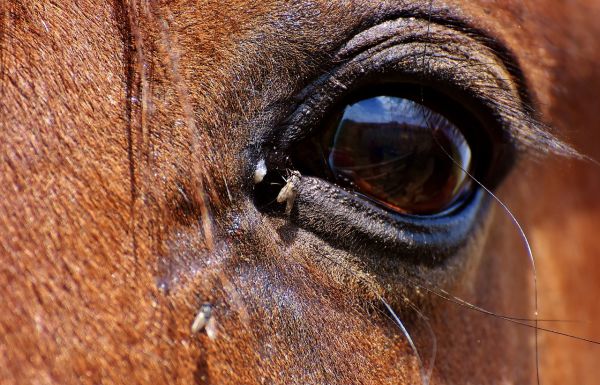 Santé du cheval : Les soins des yeux