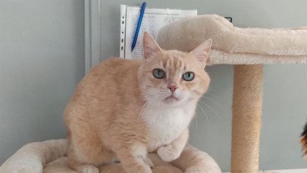 Silas, 6 ans, ce magnifique chat vous attend au refuge de Flayosc près de Draguignan