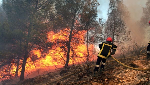 Feu de forêt à La Manouba : sept hectares ravagés, huit maisons sauvées de justesse