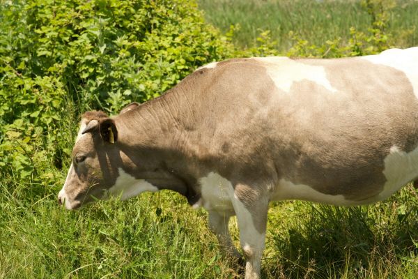 Isère et Haute-Savoie : des mesures contre un foyer inédit de dermatose nodulaire