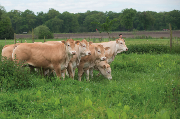 Une feuille de route nationale 2024-2029 pour lutter contre la tuberculose bovine
